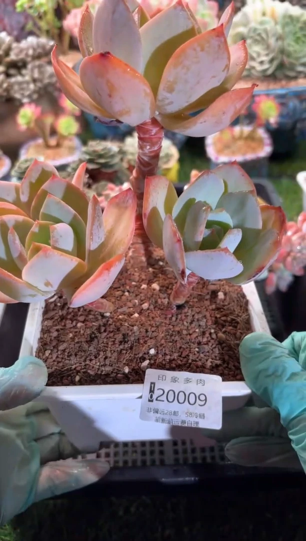 【闪购商品】20009