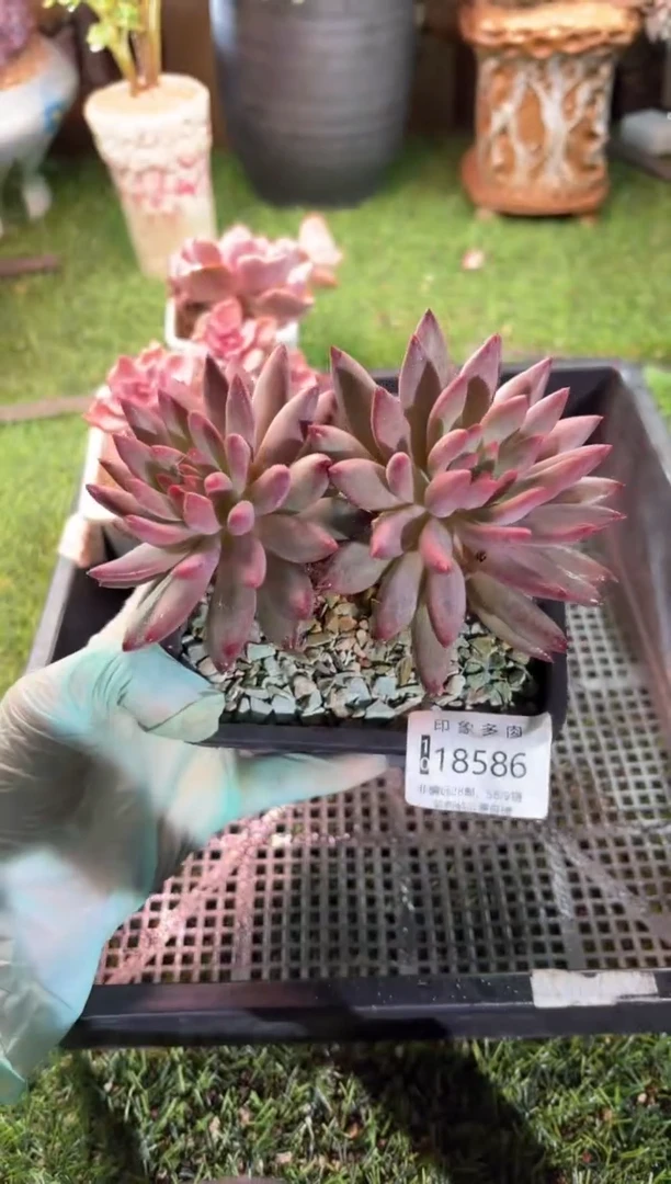 【闪购商品】18586