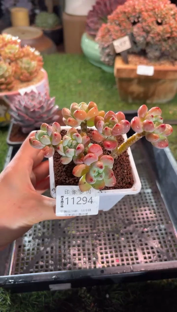 【闪购商品】11294