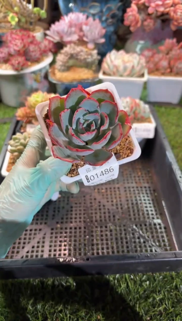 【闪购商品】01486