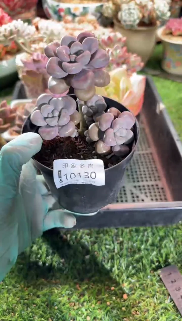 【闪购商品】10130