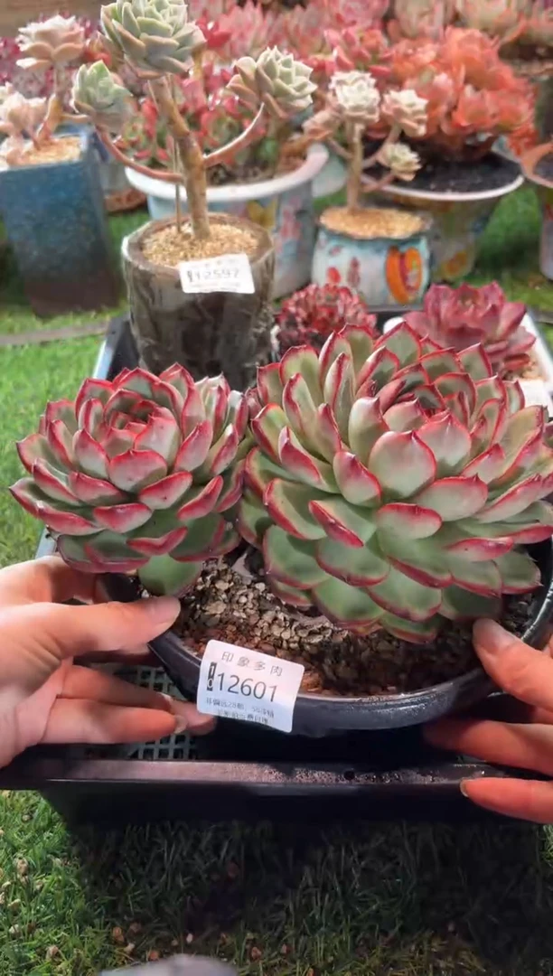 【闪购商品】12601