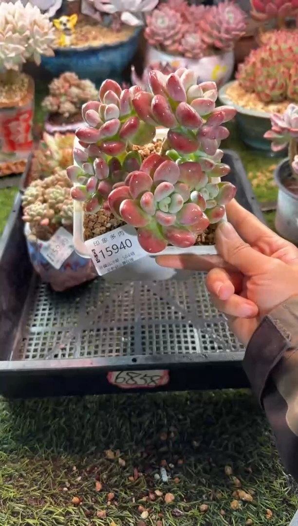 【闪购商品】15940