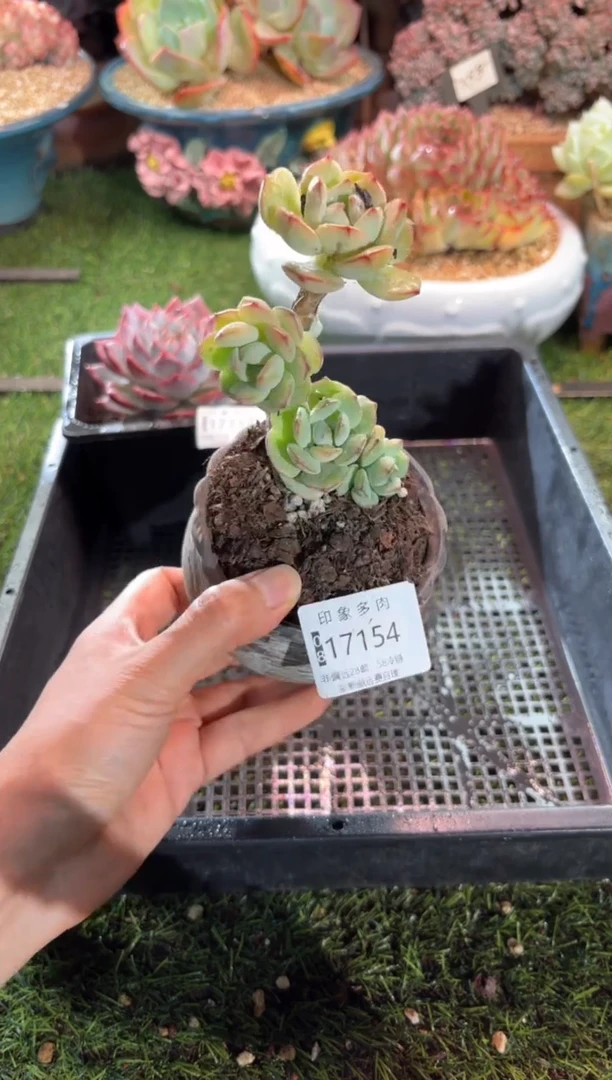 【闪购商品】17154