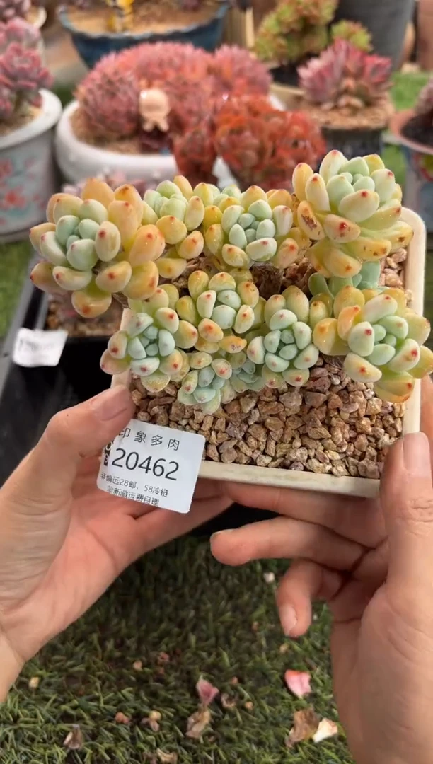 【闪购商品】20462