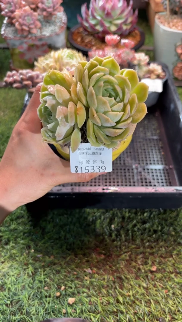 【闪购商品】15339