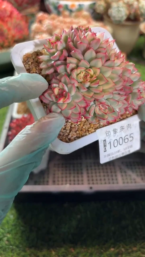 【闪购商品】10065