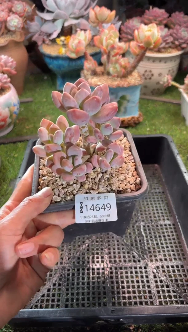 【闪购商品】14649