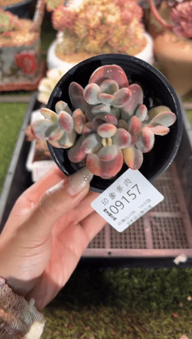 【闪购商品】09157