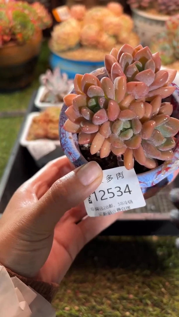 【闪购商品】12534