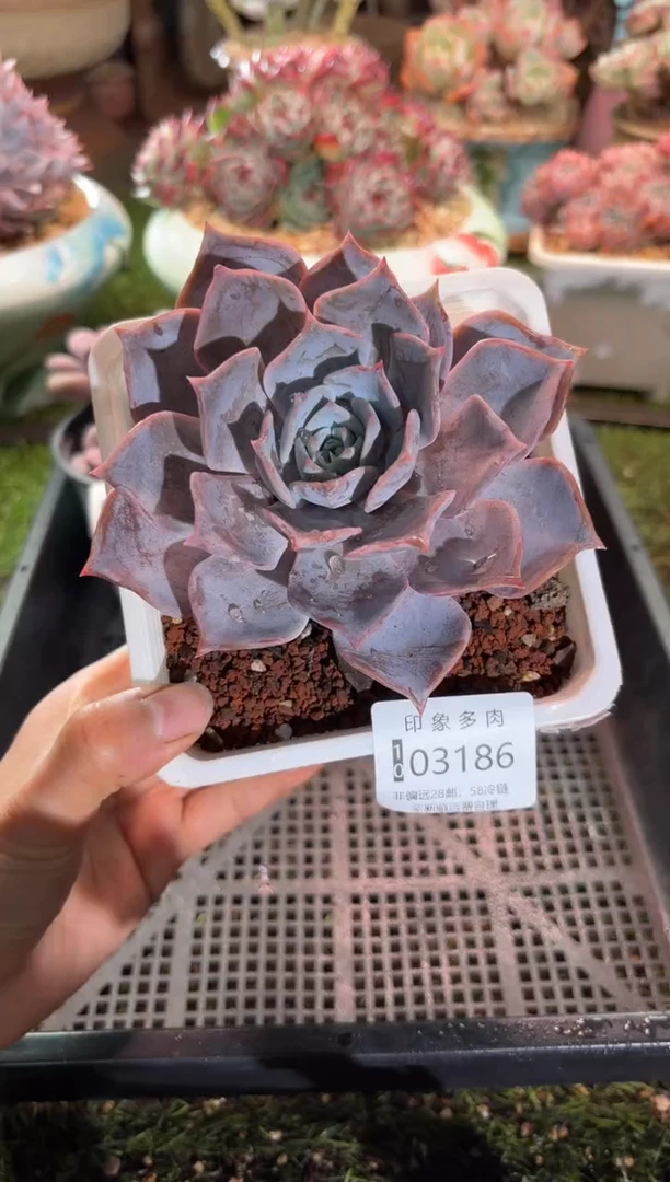 【闪购商品】03186