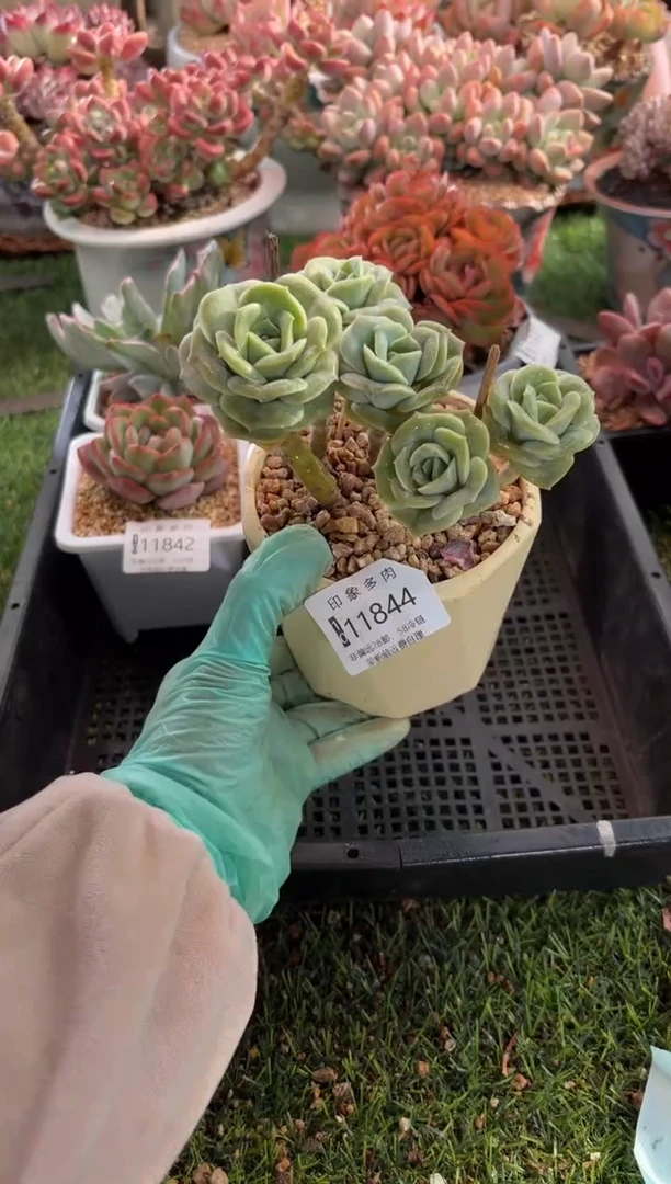 【闪购商品】11844