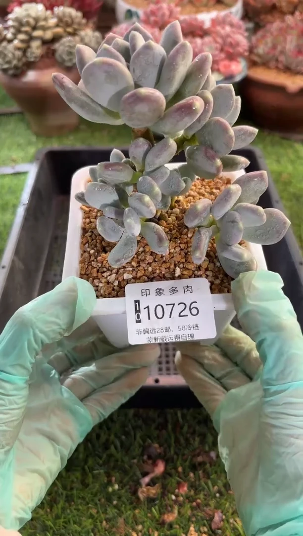 【闪购商品】10726