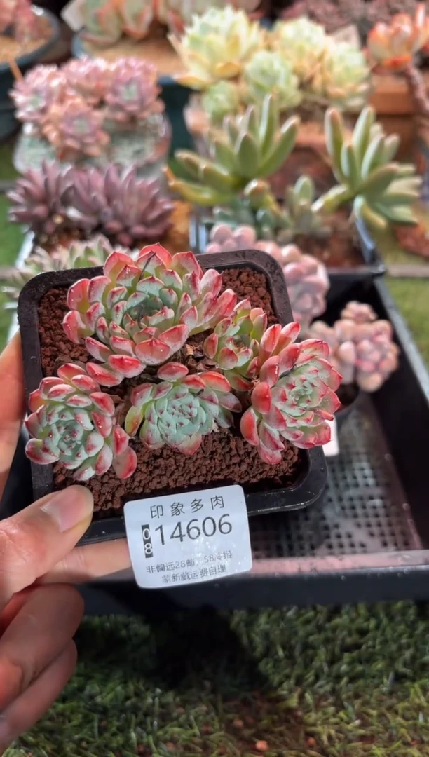 【闪购商品】14606