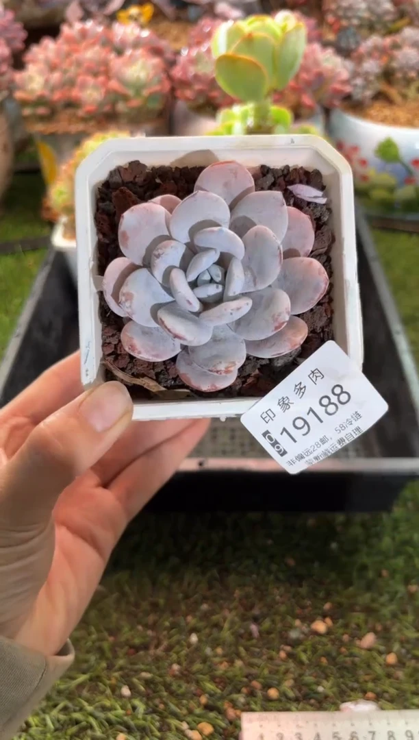 【闪购商品】19188