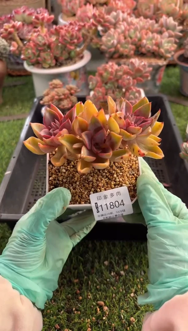 【闪购商品】11804