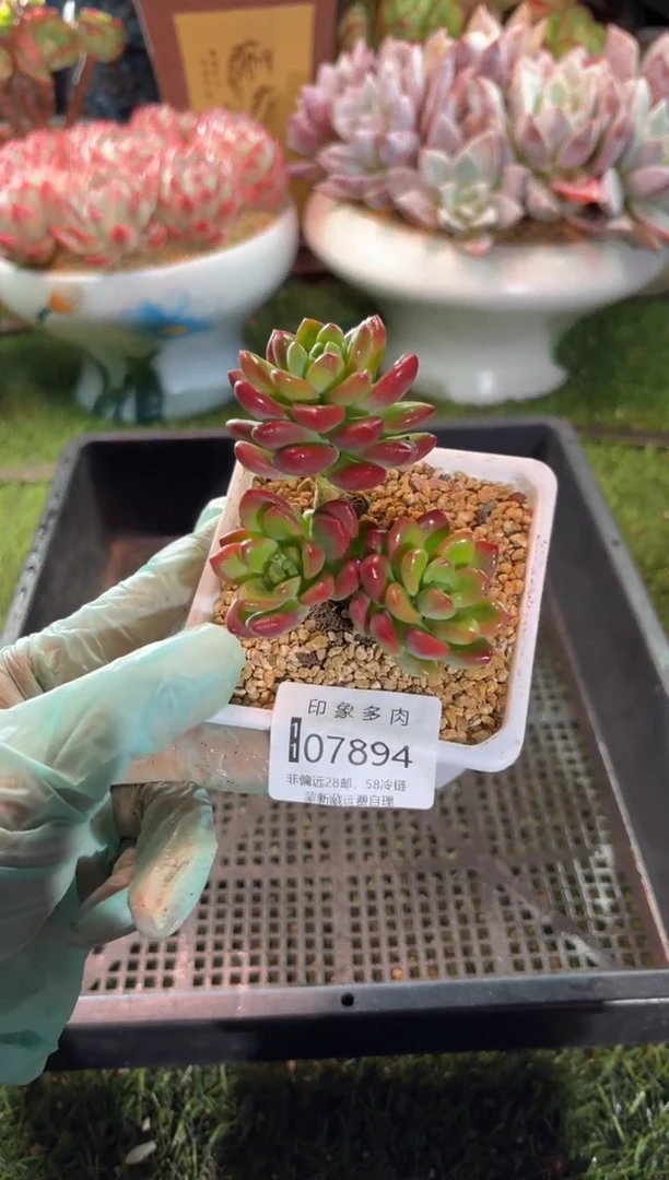 【闪购商品】07894