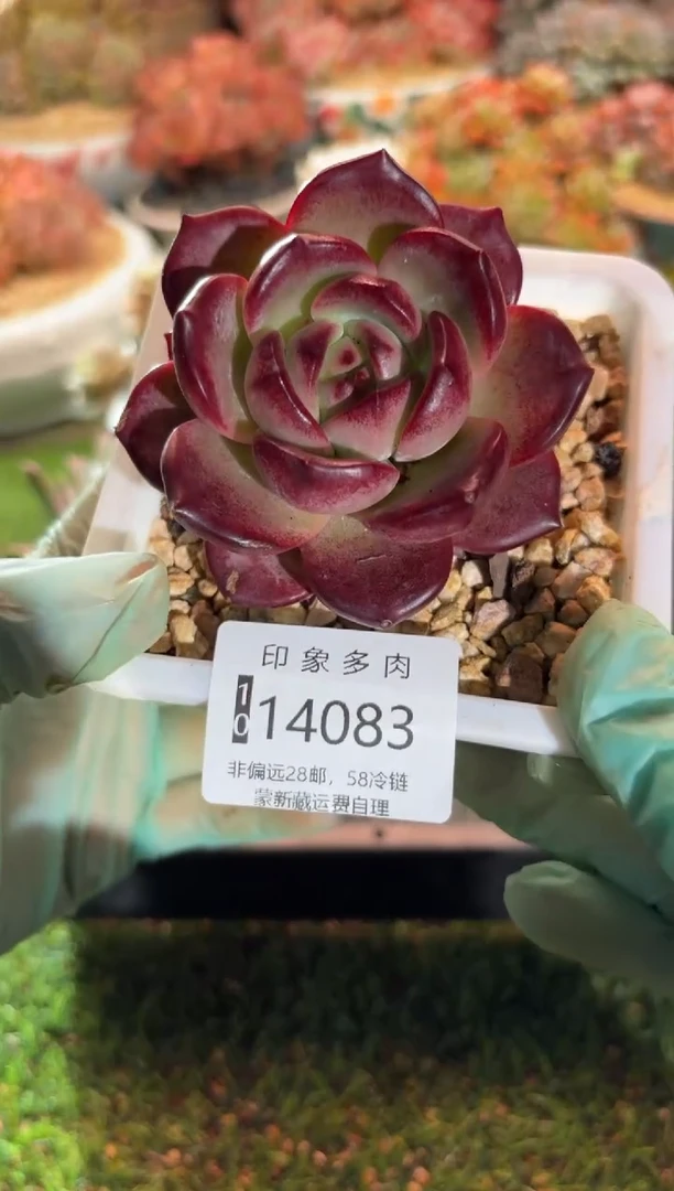 【闪购商品】14083