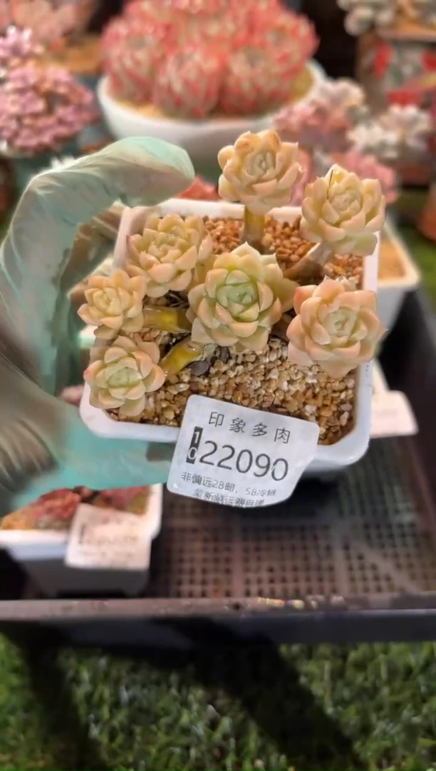 【闪购商品】22090