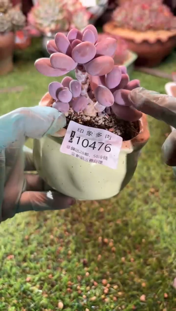 【闪购商品】10476