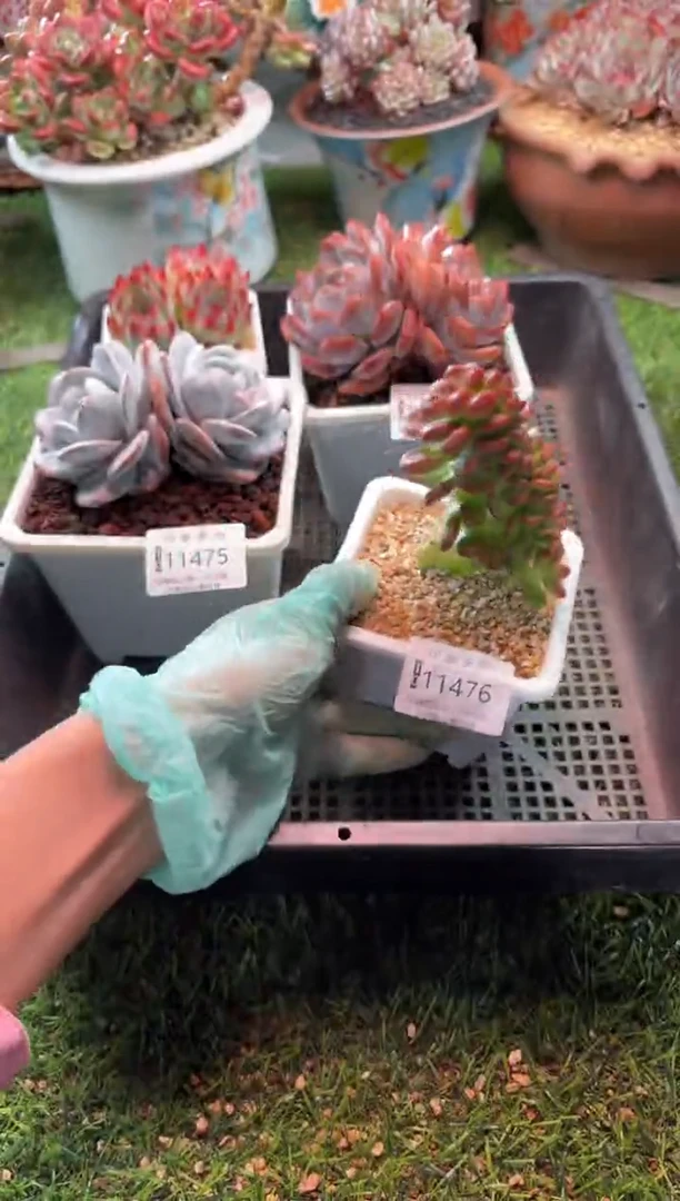 【闪购商品】11476