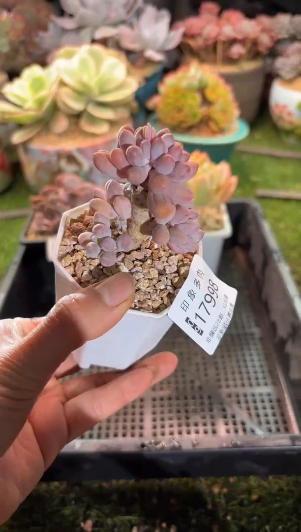 【闪购商品】17998