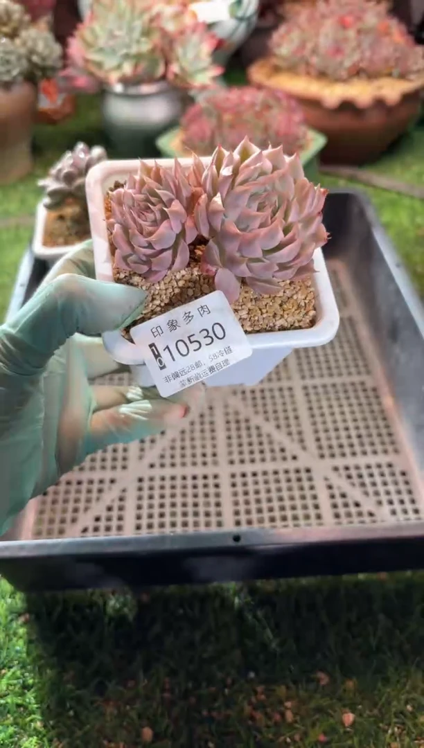 【闪购商品】10530