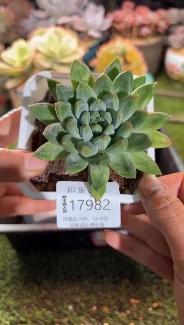 【闪购商品】17982