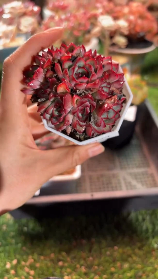 【闪购商品】12494