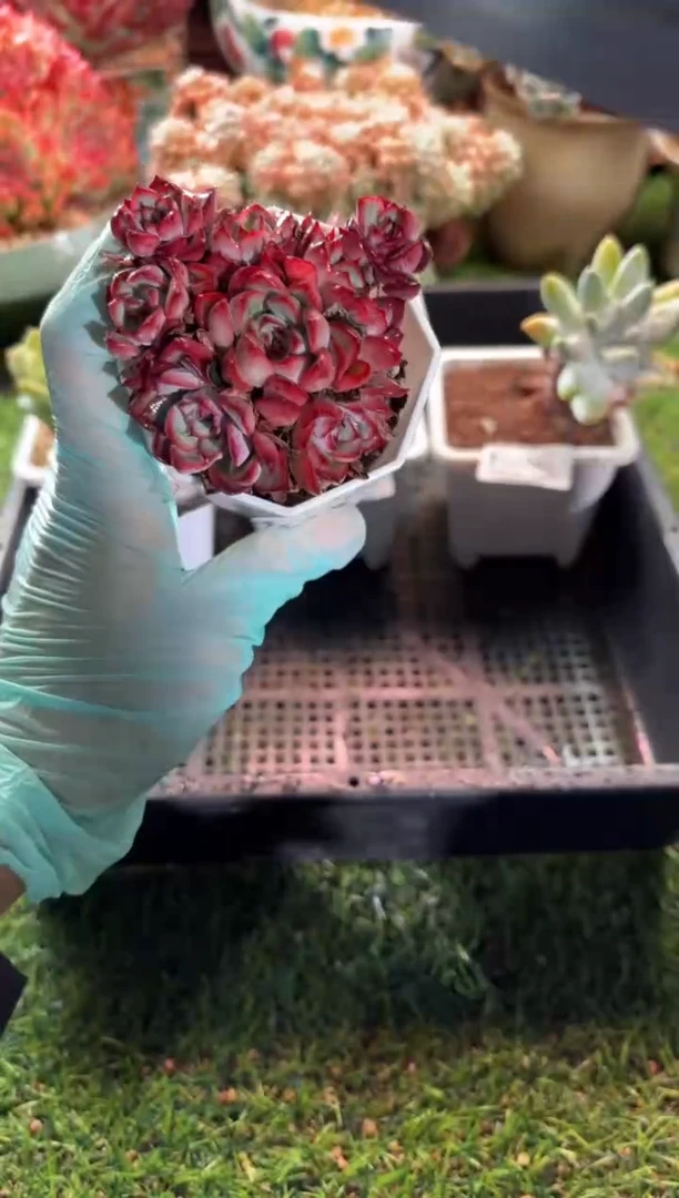 【闪购商品】10047