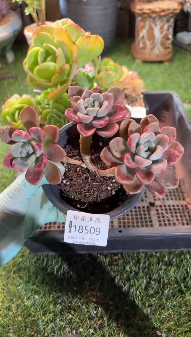 【闪购商品】18509