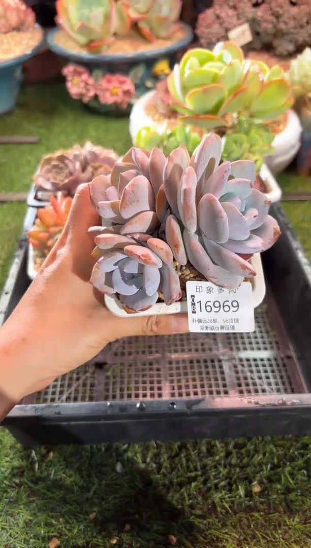 【闪购商品】16969