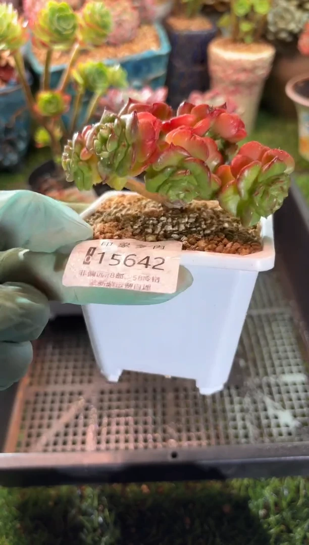 【闪购商品】15642