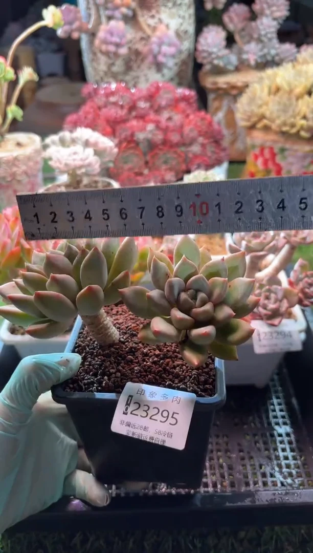 【闪购商品】23295