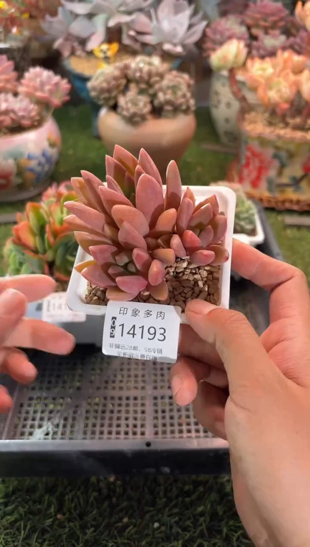 【闪购商品】14193