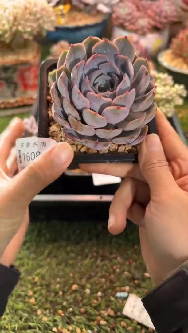 【闪购商品】16081