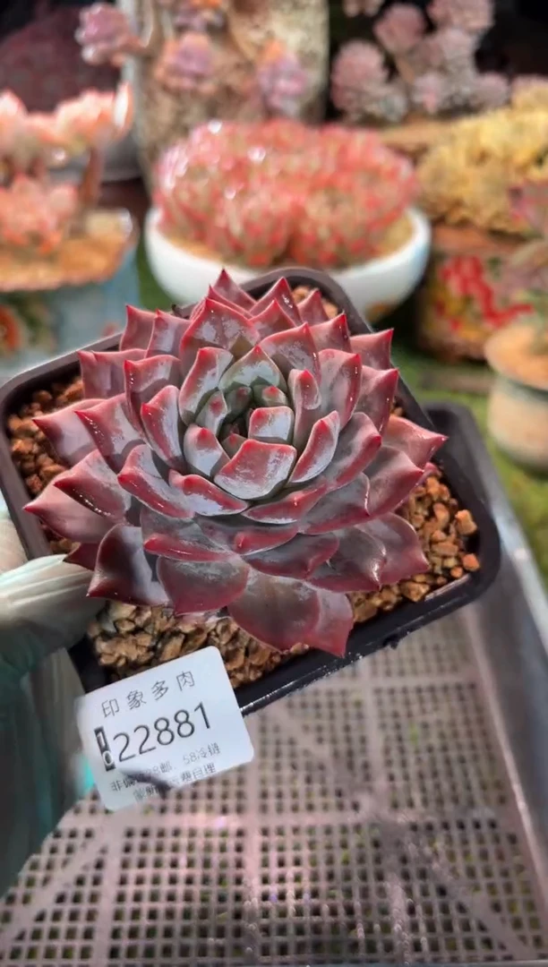 【闪购商品】22881