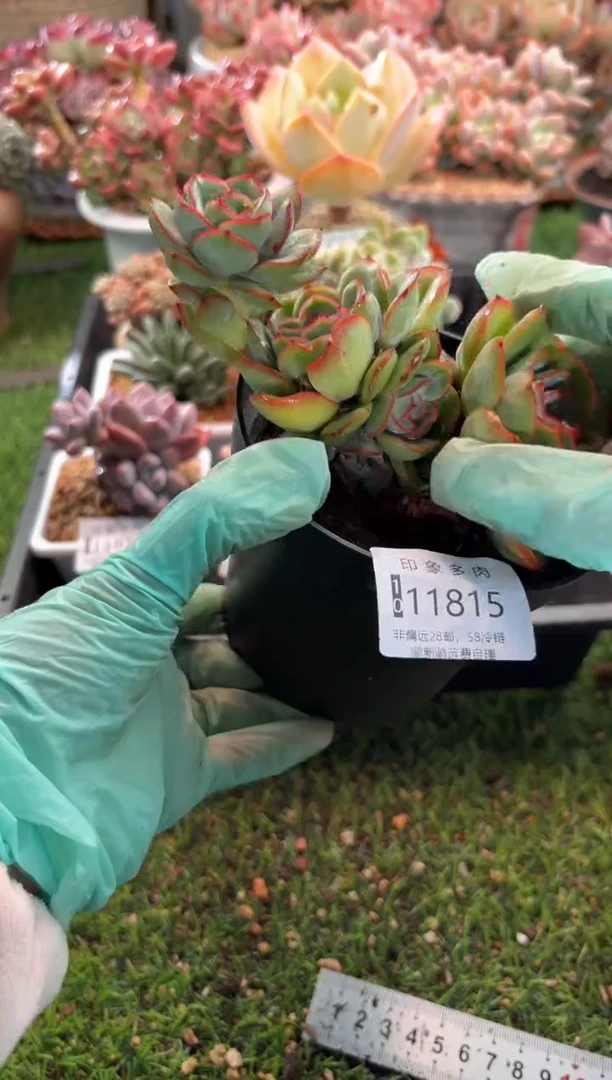 【闪购商品】11815