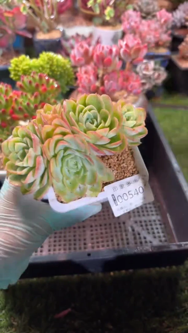 【闪购商品】00540