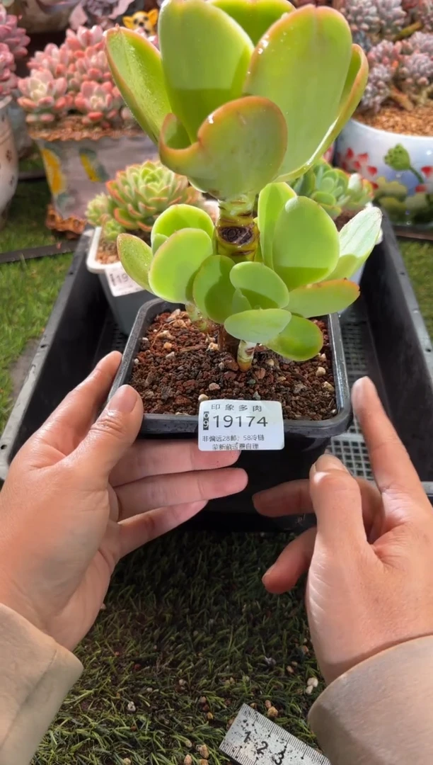 【闪购商品】19174