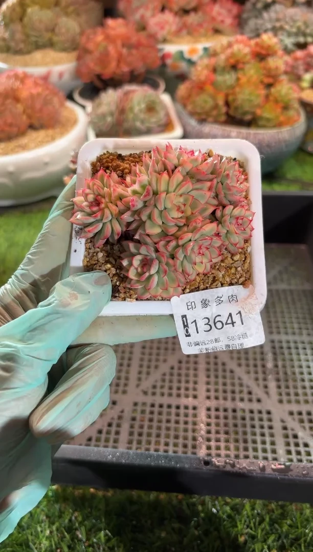 【闪购商品】13641