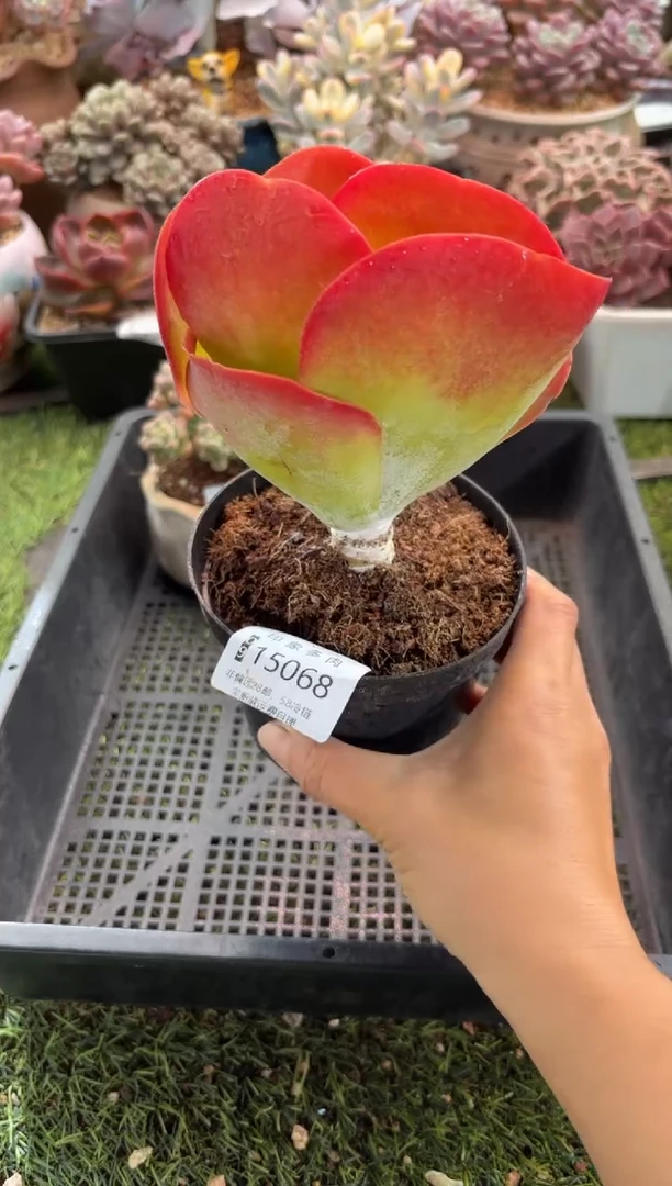 【闪购商品】15068