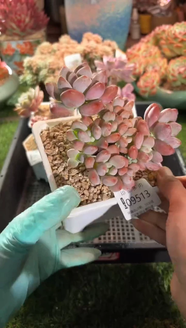 【闪购商品】09513