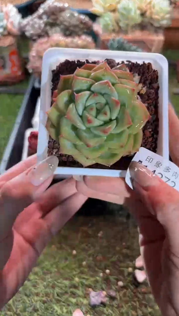 【闪购商品】14272