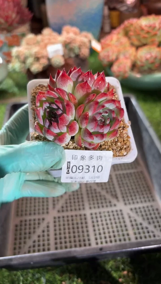 【闪购商品】09310