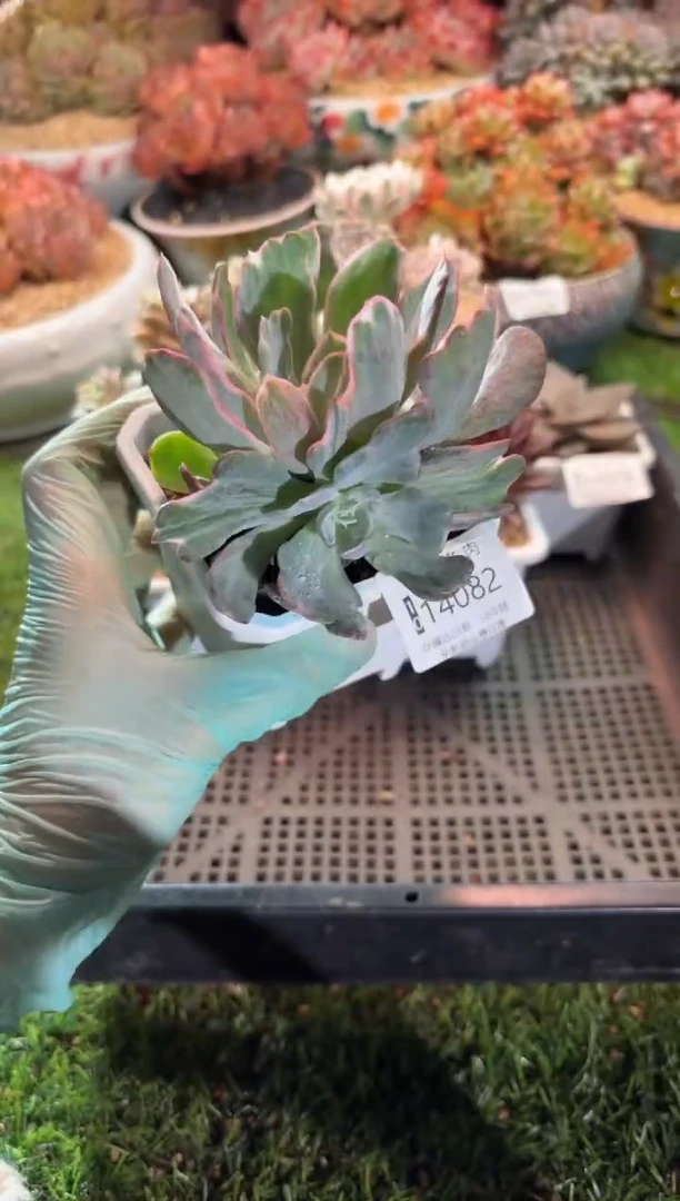 【闪购商品】14082