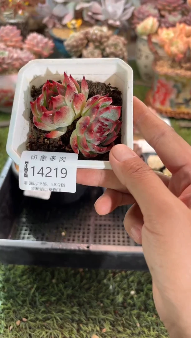 【闪购商品】14219