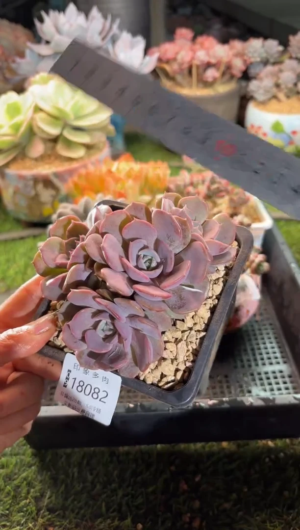 【闪购商品】18082