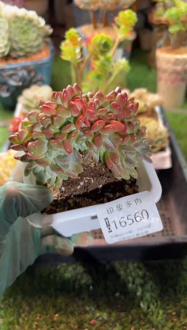 【闪购商品】16560