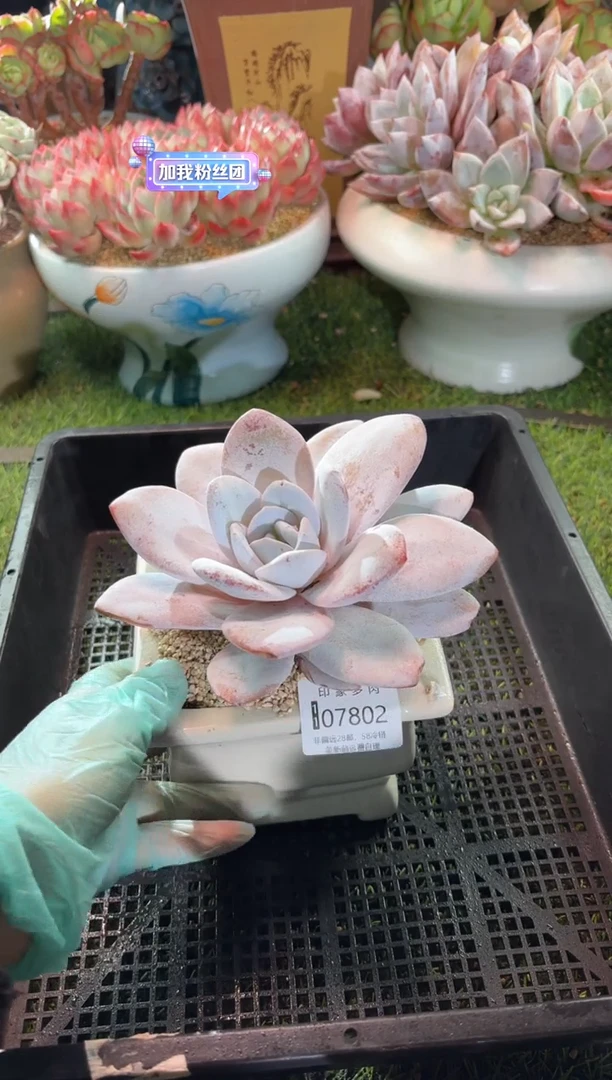 【闪购商品】07802